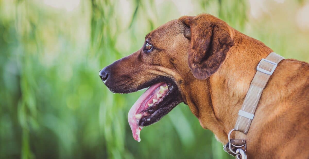Dog with tongue out