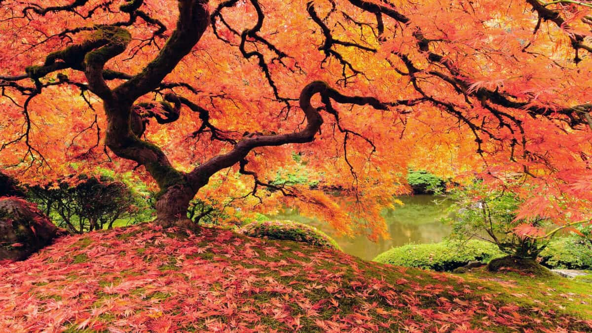 Attractive Japanese maple tree in full autumn glory.