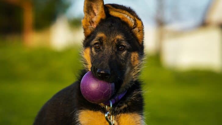 How to Train Your Puppy: Simple Steps for Success