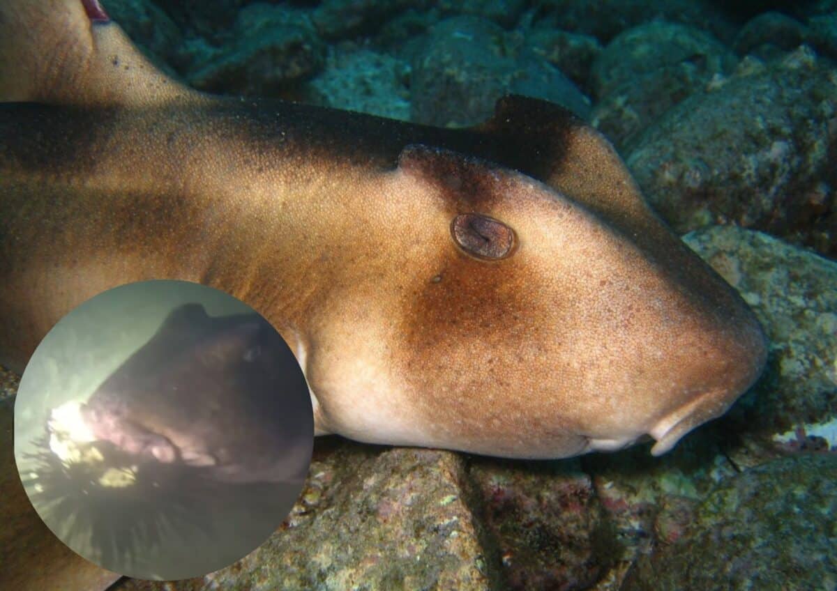 Heterodontus galeatus sharks eating various urchins
