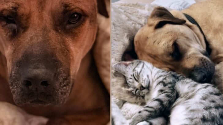 Dog Goes From Death Row to Joyful Life Thanks to an Unlikely Team of Foster Kittens