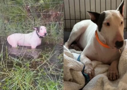 Dog Abandoned During Hurricane Milton Finds New Life After Patrolman&rsquo;s Rescue