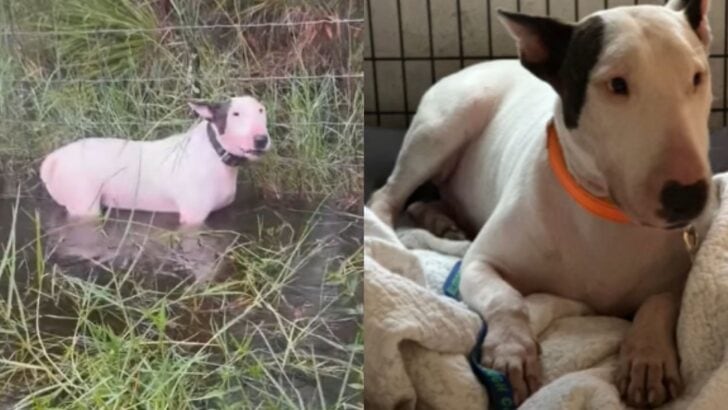 Dog Abandoned During Hurricane Milton Finds New Life After Patrolman&rsquo;s Rescue