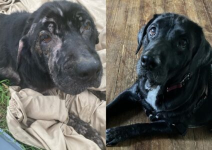 Found Hairless and Alone, This Dog&rsquo;s New Life is Filled with Love