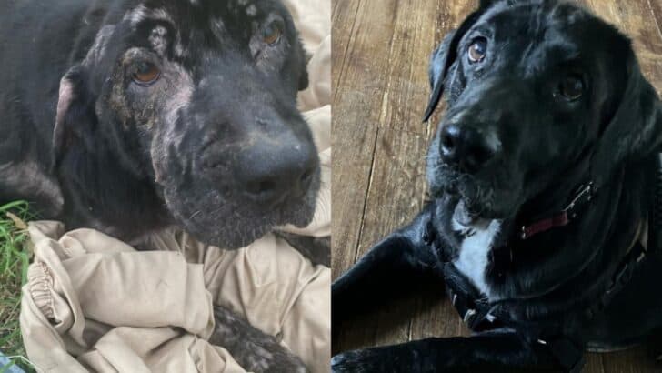 Found Hairless and Alone, This Dog’s New Life is Filled with Love