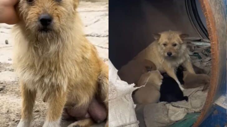 Woman Follows Stray Dog and Finds a Kitten Nestled with Her Puppies