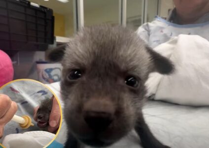 Bat-Eared Puppy Nursed by Cincinnati Zoo Staff Was Not a Puppy After All