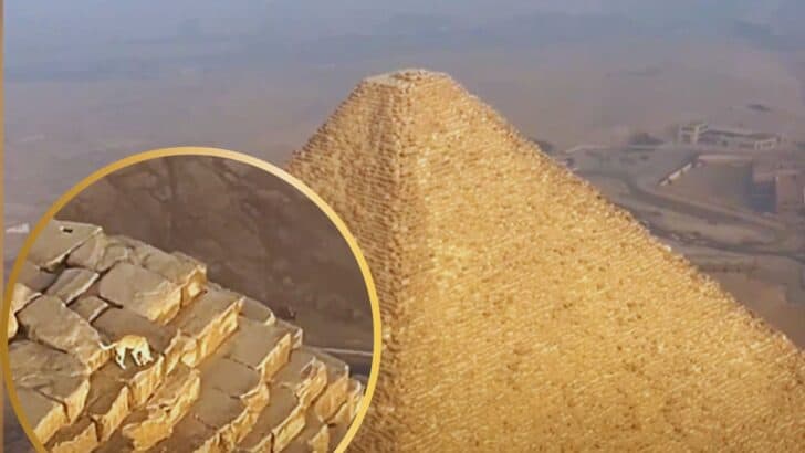 Viral Video Captures Dog Seen on Top of Great Pyramid Of Giza