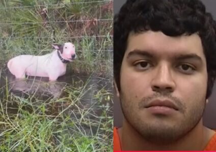 Man Who Abandoned Dog on Highway During Hurricane Milton Faces Serious Charges