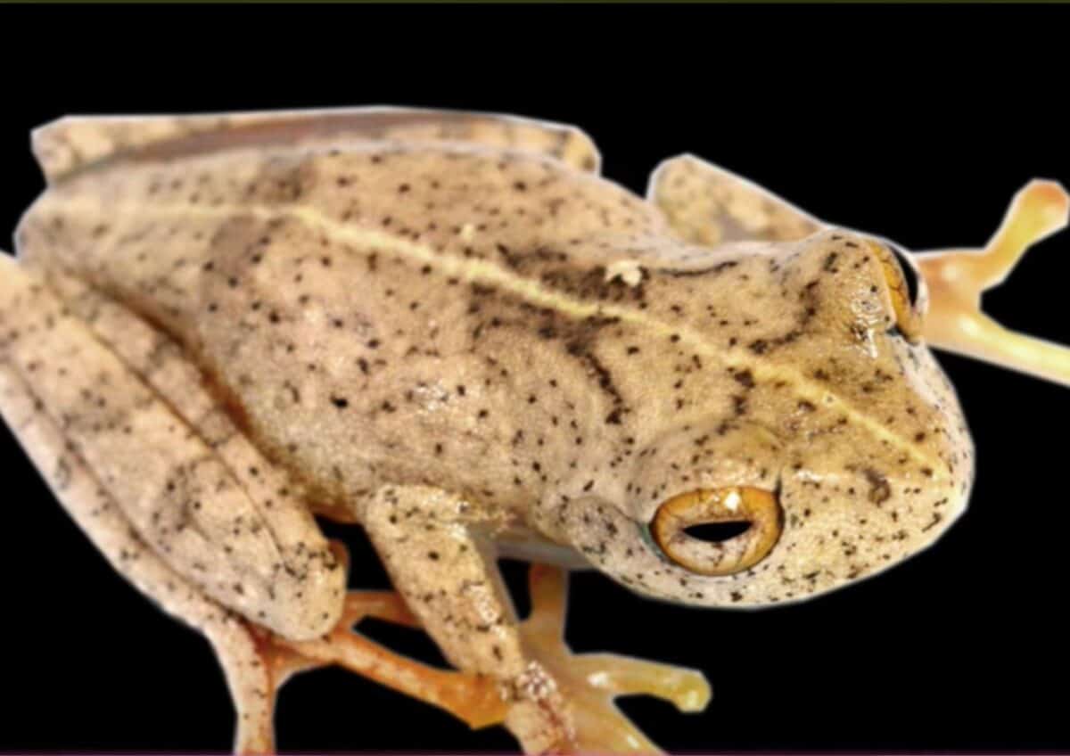 Boophis kirki