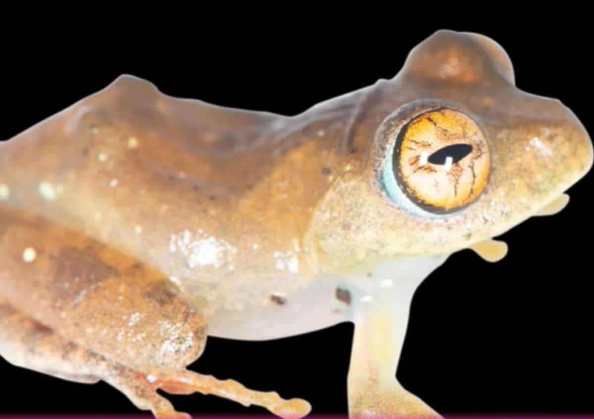 Boophis pikei
