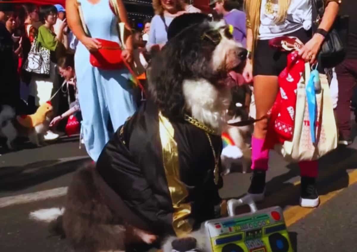 A dog dressed like a DJ at the Tompkins Square Halloween Dog Parade, New York.