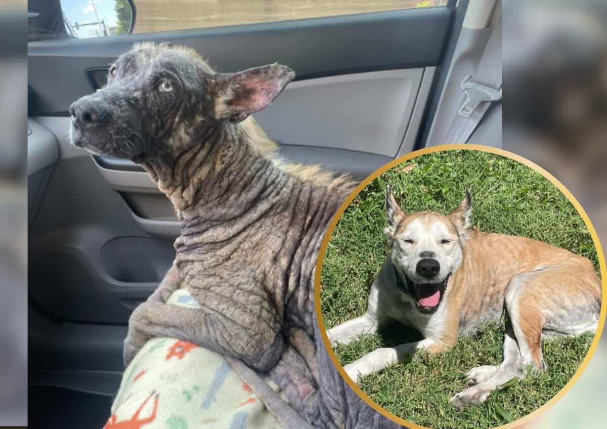 Lycan was found hairless and abandoned.