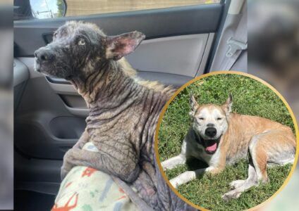 Abandoned and Hairless Husky Blossoms into a Gorgeous Beauty After Rescue