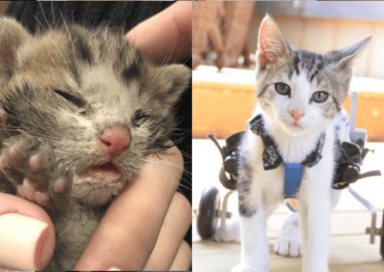 Paralyzed Rescue Cat Once Left for Dead Becomes a Symbol of Hope