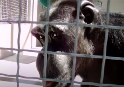 Incredible Video Captures Johnny the Chimpanzee Saying “Mama”