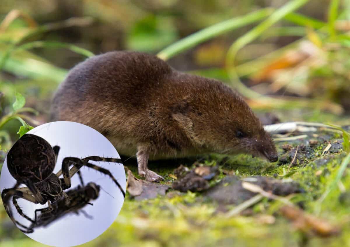 Noble false widow spider and shrew.