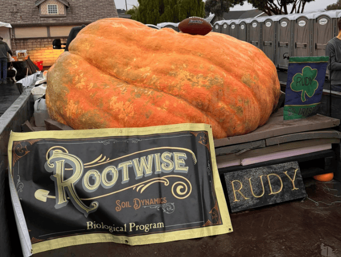 Rudy, the biggest pumpkin that won Safeway World Championship Pumpkin Weigh-Off. 