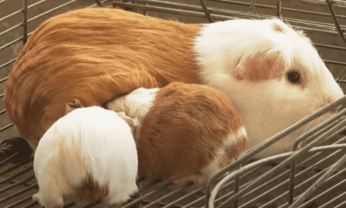 Peru’s Beloved Genetically Modified Guinea Pig Breed Turns 20 with a Big Celebration