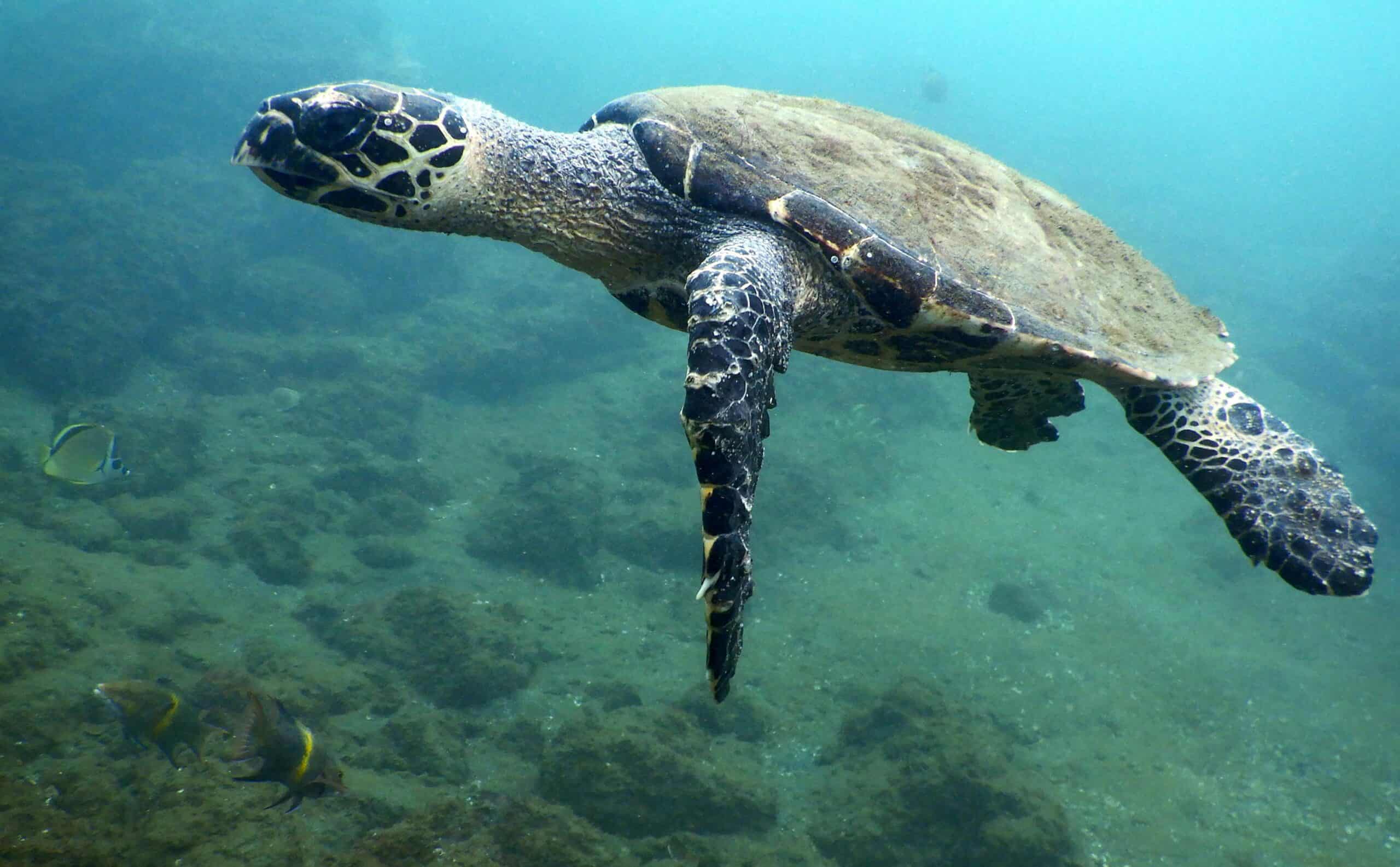 Hawksbill Turtle