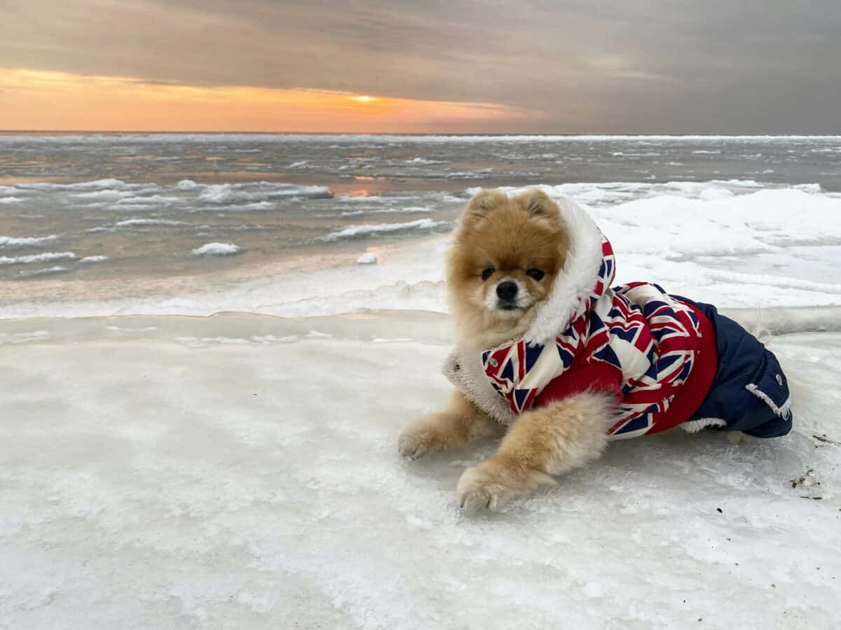 Puppy Jacket 