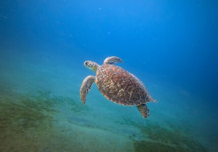 20 Animals That Could Disappear in the Next 50 Years