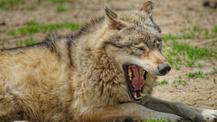 60 Gray Wolves Make a Remarkable Comeback in California After Nearly 100 Years &ndash; Raising Both Hope and Concern