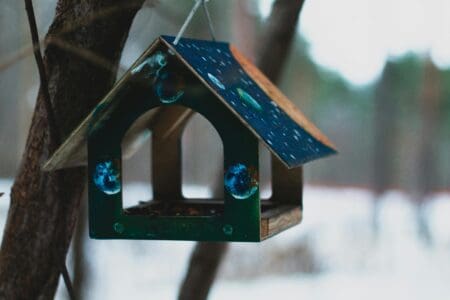 A Guide to Winter Bird Feeding