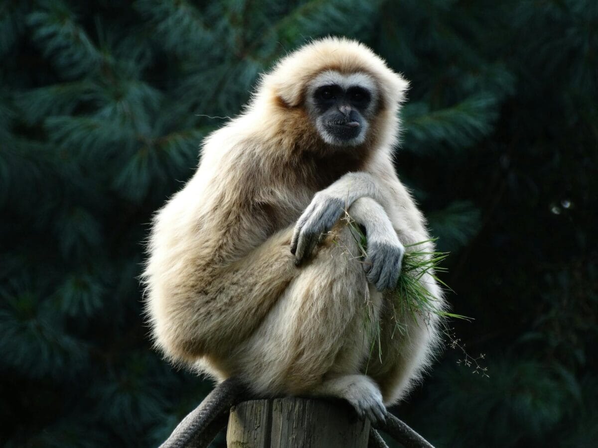 Hainan Gibbon