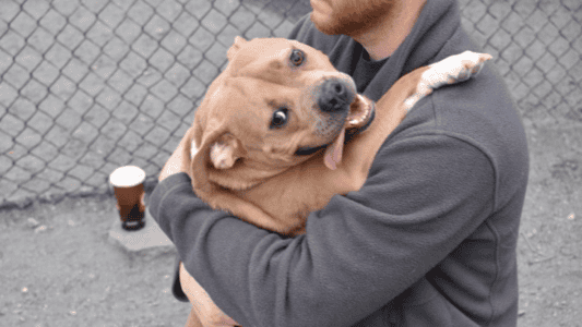 Sweet Pittie Heartbroken After Being Returned to the Shelter for Being &ldquo;Too Nice&rdquo;