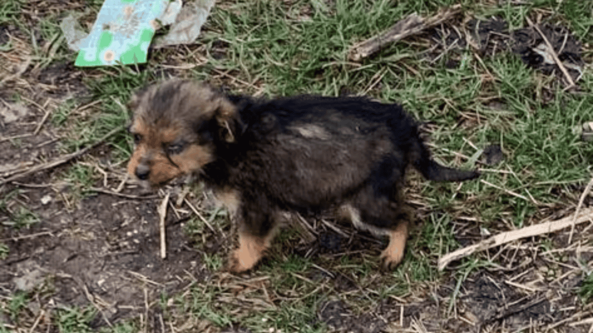 Tiny puppy rescued.