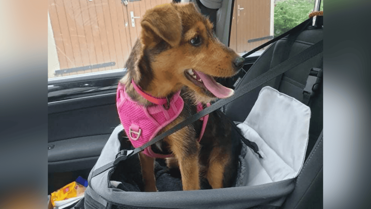Rescued puppy, Coco, with her forever family.