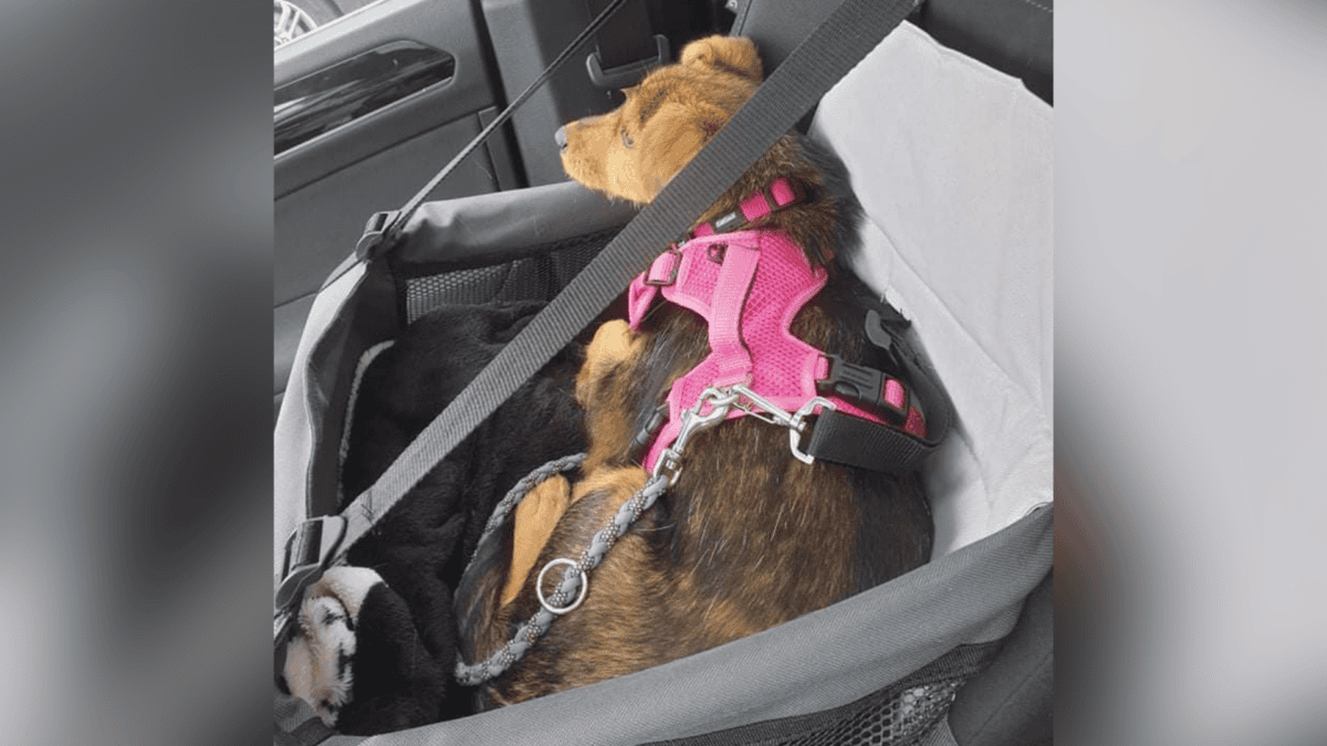 Rescued puppy, Coco, living her best life.