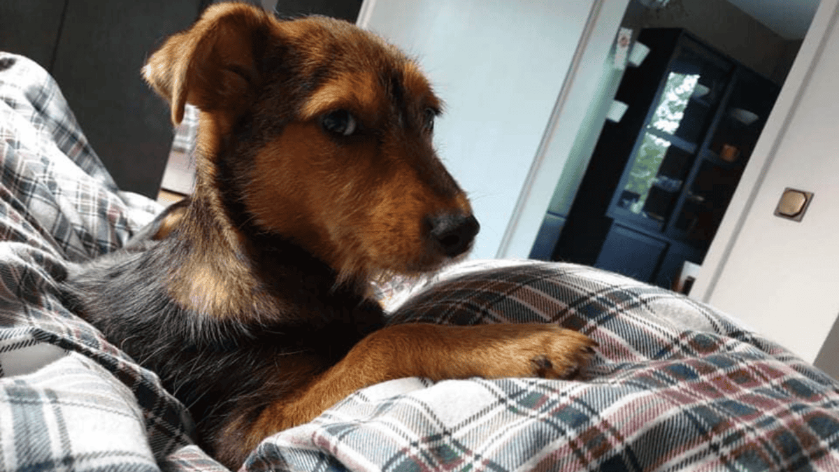 Rescued puppy transforms after getting the care she needs.