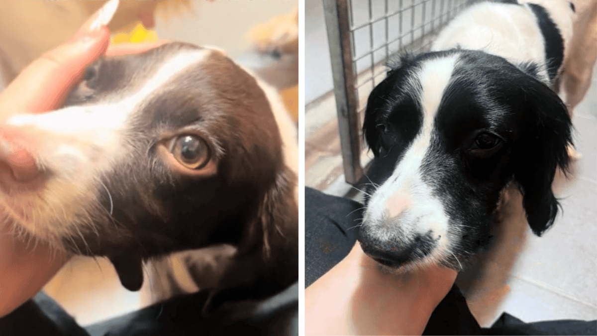 Rescued puppy Rosie and her mother Jessie.