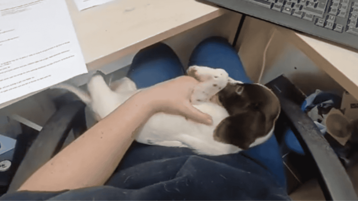 Rescued abused puppy finally feels safe with shelter staff.
