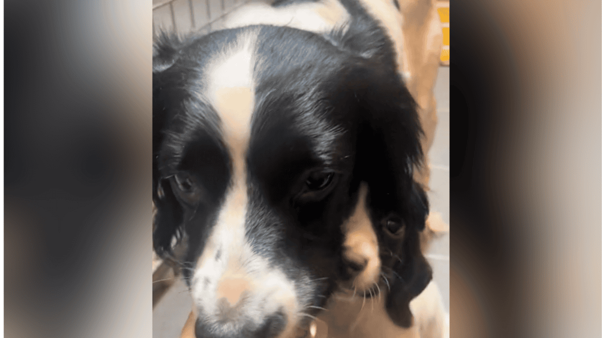 Terrified puppy hiding behind her mom.