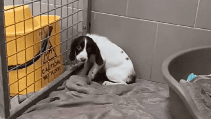 Terrified Abused Puppy So Scared She Soils Herself When Anyone Comes Near