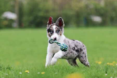 12 Toys That Give Your High Intelligence Dog Enough Mental Stimulation