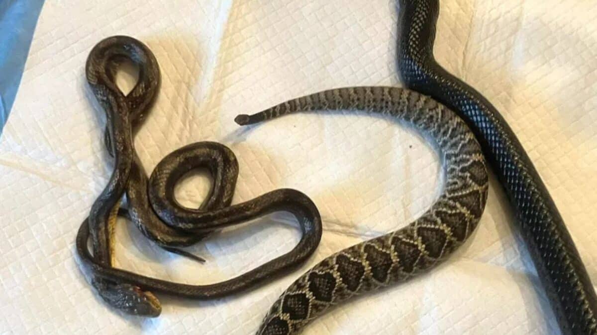 snake vomits up two snakes