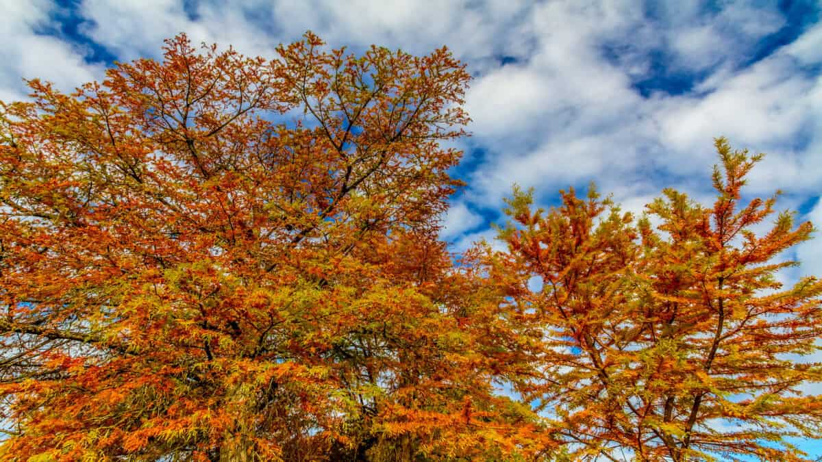 Bald Cyprus tree in the autumn.