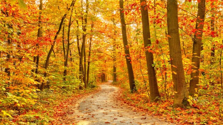 10 Beautiful Trees That Steal The Show In Autumn