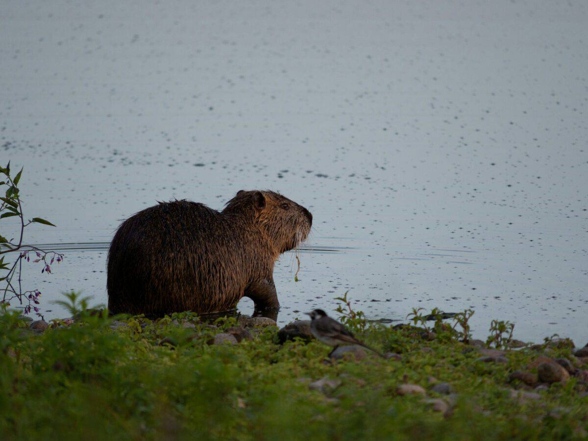 nutria