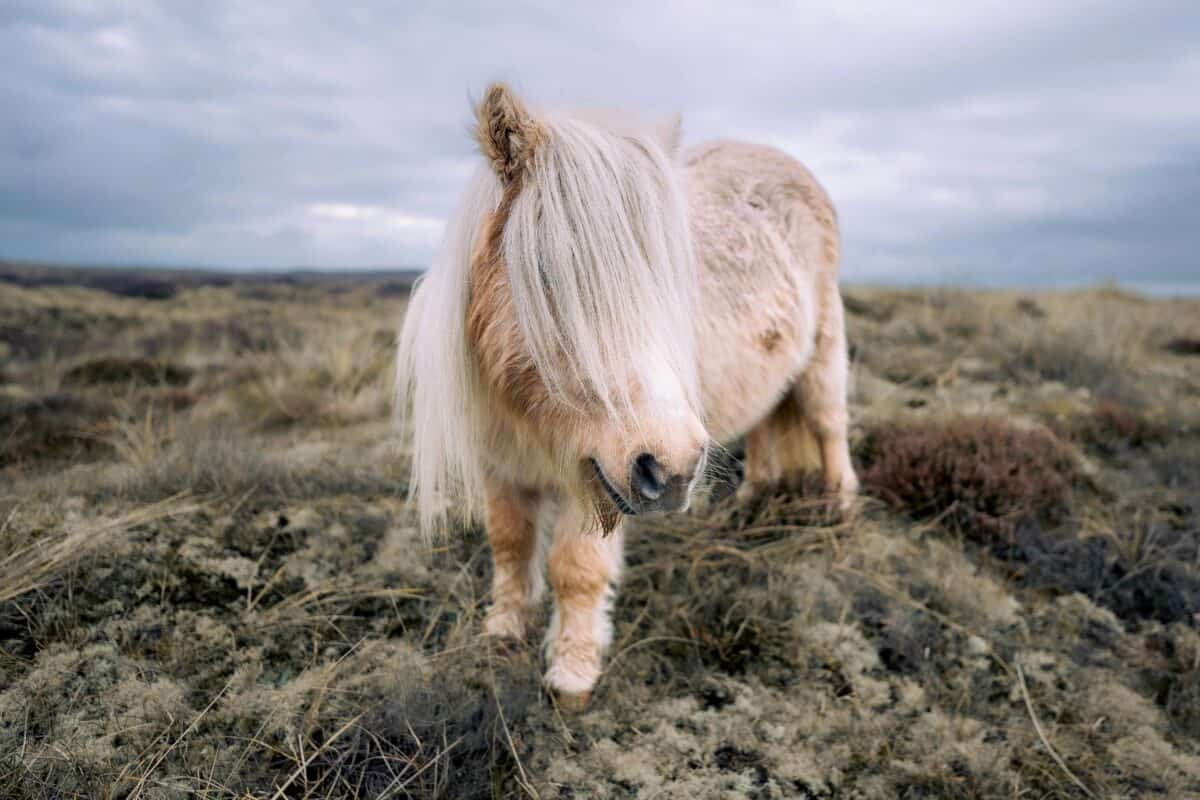 Shetland Pony.