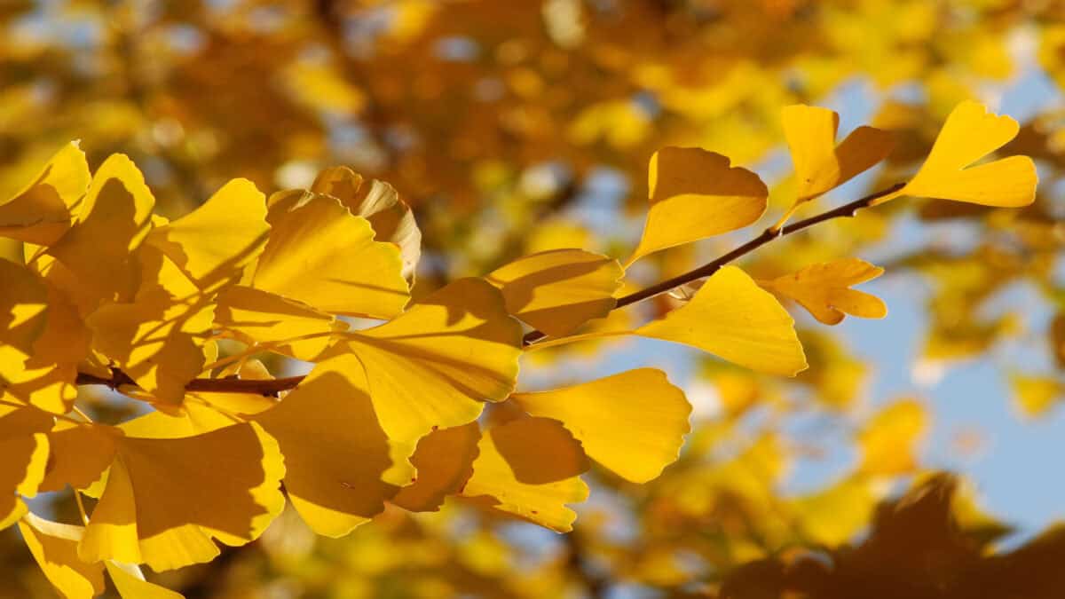 Ginkgo leaves in autumn day.