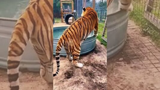 Hesitant Tiger Finally Embraces Pool Time in Heartwarming Video