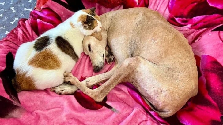 Terminally Ill and Inseparable, Rescue Cat and Dog Breathe Their Last in Each Other&rsquo;s Arms