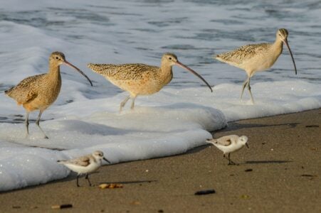 13 Mysterious Bird Migrations Scientists Still Can Not Explain