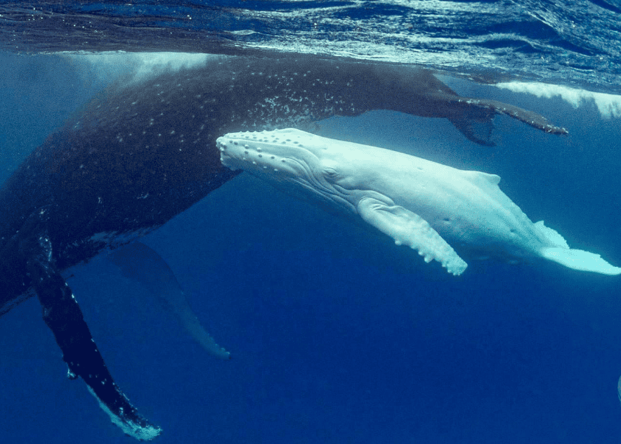 All white humpback whale calf. 