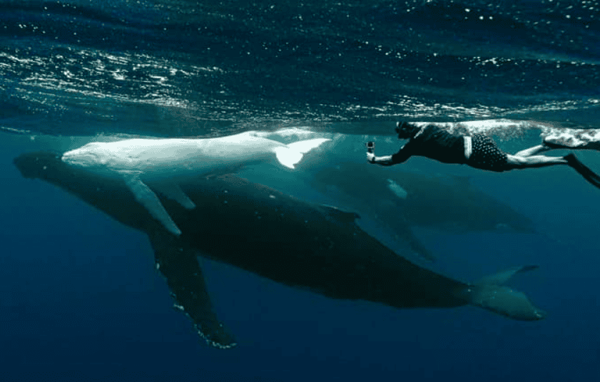 Mahina white humpback whale with its mother.